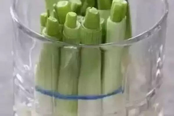 葱有哪些保存的方法和方式呢,葱的保存方法插图4