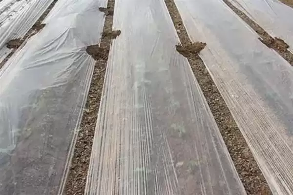 大棚地膜覆盖存在哪些误区呢,大棚地膜覆盖误区插图2 大棚地膜覆盖存在哪些误区呢,大棚地膜覆盖误区插图2