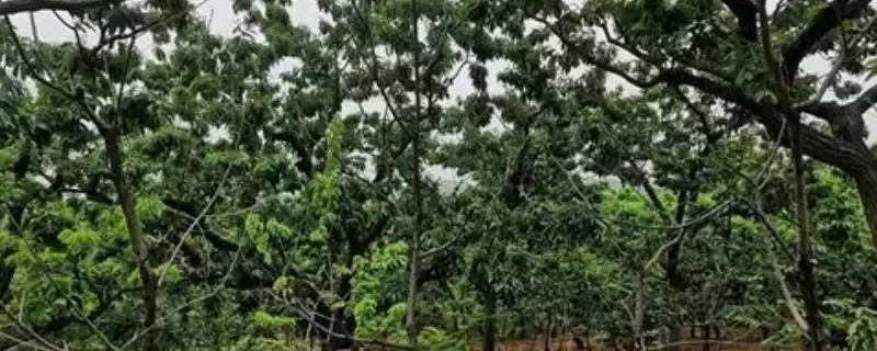 板栗枝枯病的种类及防治措施是,板栗枝枯病的种类及防治措施插图 板栗枝枯病的种类及防治措施是,板栗枝枯病的种类及防治措施插图