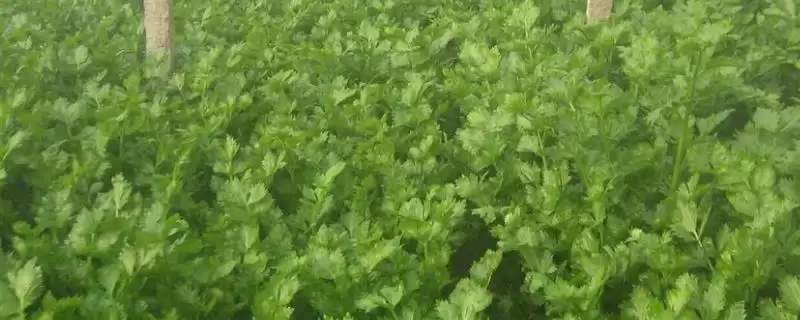 冬季芹菜的种植方法,冬季怎么种植芹菜大小苗要分级吗插图 冬季芹菜的种植方法,冬季怎么种植芹菜大小苗要分级吗插图