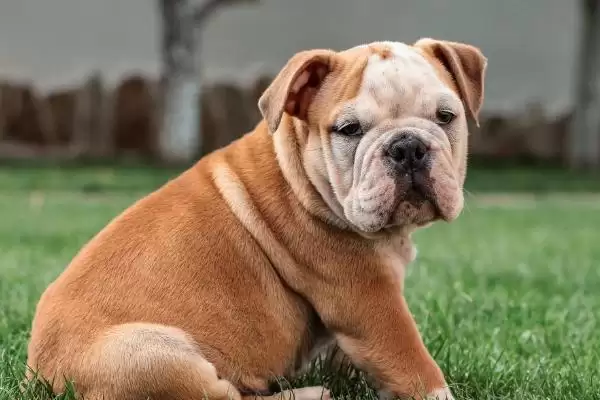 斗牛犬的种类划分,斗牛犬的种类在不同国家有何特点插图1 斗牛犬的种类划分,斗牛犬的种类在不同国家有何特点插图1