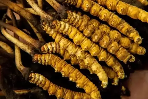 冬虫夏草等级品的区别,冬虫夏草特级品和一级品有何区别插图8 冬虫夏草等级品的区别,冬虫夏草特级品和一级品有何区别插图8
