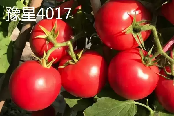 番茄新品种介绍,番茄有哪些各具特色的新品种插图3 番茄新品种介绍,番茄有哪些各具特色的新品种插图3