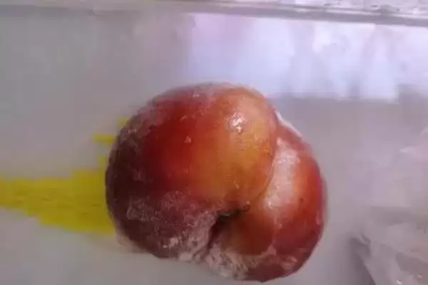 蔬菜食用菌类存放最佳温度多少？插图7
