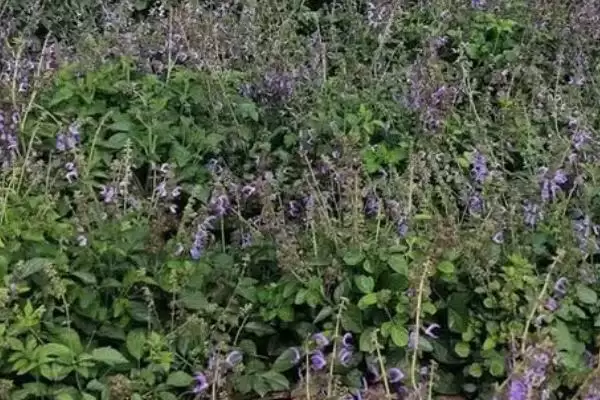 丹参的蜜源植物属性,丹参是不是蜜源植物有何依据插图4 丹参的蜜源植物属性,丹参是不是蜜源植物有何依据插图4