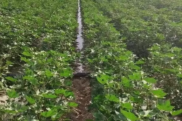 棉花滴灌不同肥料滴施方式不同施肥方法解析插图4 棉花滴灌不同肥料滴施方式不同施肥方法解析插图4