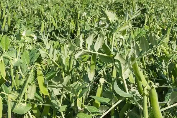 北方什么时候种豌豆比较好呢,北方何时种豌豆好插图2 北方什么时候种豌豆比较好呢,北方何时种豌豆好插图2