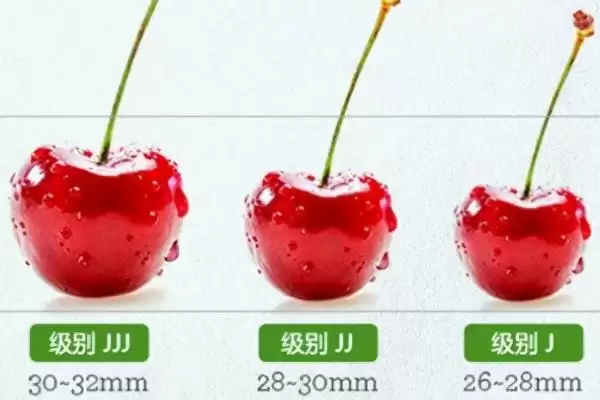 车厘子的规格标识有哪些方式呢,车厘子的规格标识插图3 车厘子的规格标识有哪些方式呢,车厘子的规格标识插图3