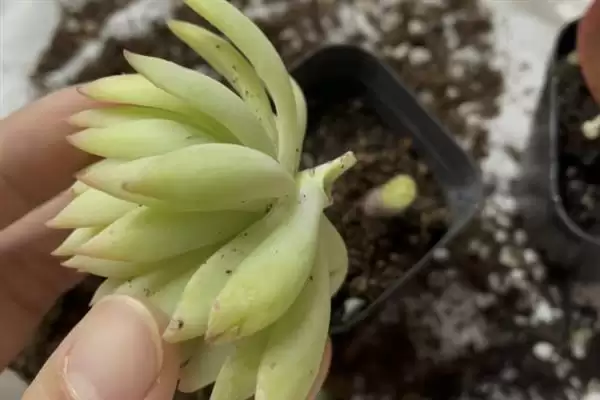 多肉砍头的适宜时间,多肉在什么时候砍头比较适宜合适插图2