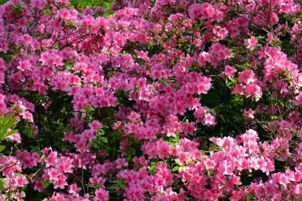 杜鹃花的寓意内涵,杜鹃花的寓意具有鸿运高照之意吗插图5