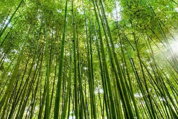 翠竹具有怎样的象征意义呢,翠竹的象征插图4 翠竹具有怎样的象征意义呢,翠竹的象征插图4