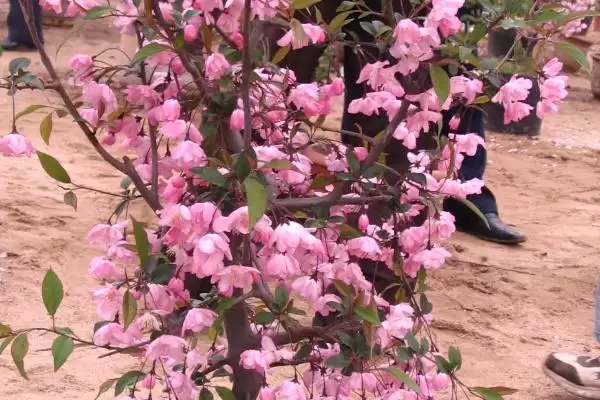 大叶海棠花的毒性情况,大叶海棠花有没有毒性方面的问题插图3