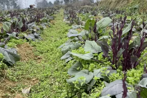 菜苔怎么进行选种呢及要点呢,菜苔怎么选种插图1 菜苔怎么进行选种呢及要点呢,菜苔怎么选种插图1