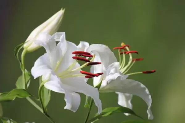 百合花送礼禁忌,百合花为何存在不可送人的情况插图4 百合花送礼禁忌,百合花为何存在不可送人的情况插图4