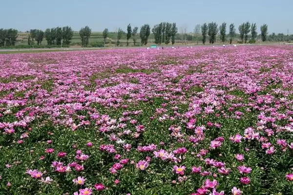 春天怎样种植芍药花合适吗,春天怎么种植芍药花插图1 春天怎样种植芍药花合适吗,春天怎么种植芍药花插图1