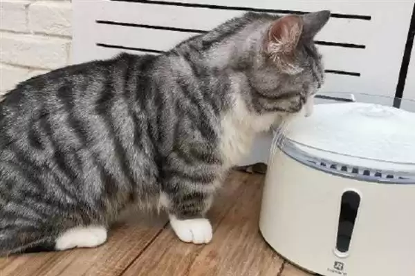 去除猫尿骚味选何吸味猫砂?插图5 去除猫尿骚味选何吸味猫砂?插图5