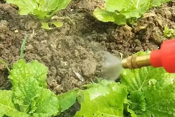 种植蔬菜选叶面肥有何注意点？插图2