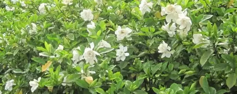 常绿灌木有哪些常见的品种呢,常绿灌木有哪些-会东网
