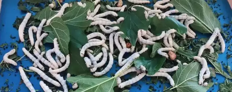 蚕宝宝的生长过程是怎样呢,蚕宝宝的生长过程插图 蚕宝宝的生长过程是怎样呢,蚕宝宝的生长过程插图
