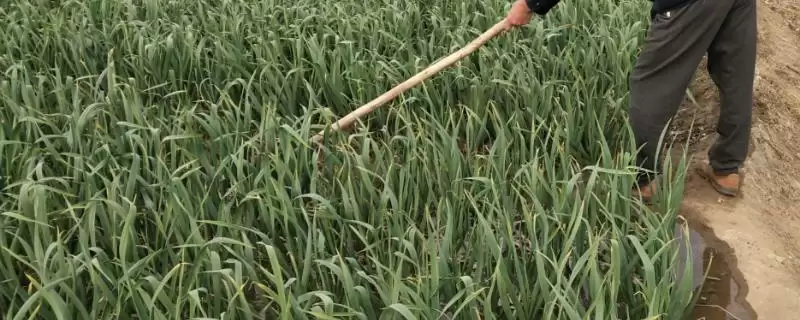 大蒜的肥料选择要点,大蒜用什么类型的肥料比较好-会东网