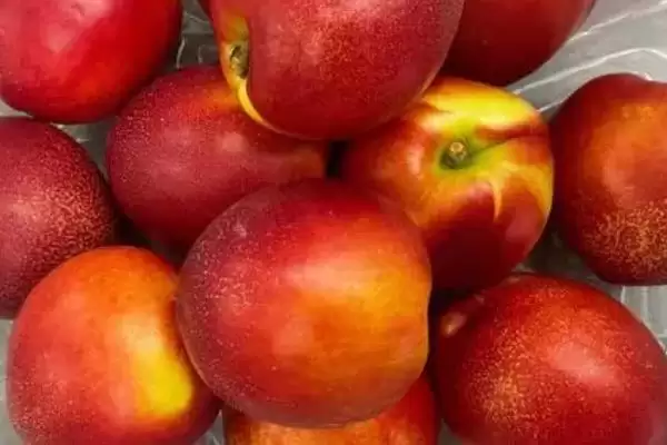 常见的桃子品种有哪些和特点呢,常见的桃子品种插图5 常见的桃子品种有哪些和特点呢,常见的桃子品种插图5