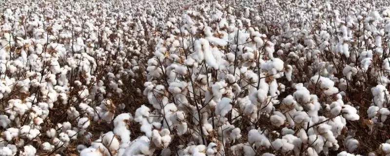 陆地棉良种清末引入中国棉花传入时间全揭秘-会东网