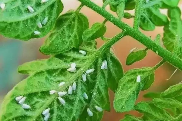 吃黄瓜叶的飞虫是什么和种类呢,吃黄瓜叶的飞虫是什么插图3 吃黄瓜叶的飞虫是什么和种类呢,吃黄瓜叶的飞虫是什么插图3