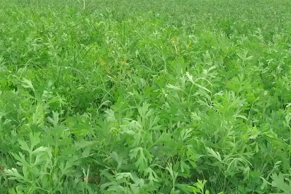 防风的种植条件,防风在怎样的条件下生长良好插图1 防风的种植条件,防风在怎样的条件下生长良好插图1