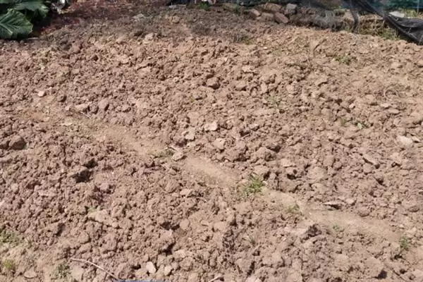 北方白露葱的种植方法是怎样呢,北方白露葱如何种植插图3