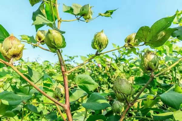 机械损伤未受精致棉花蕾铃脱落主要原因解析插图1 机械损伤未受精致棉花蕾铃脱落主要原因解析插图1