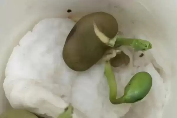 蚕豆种子的发芽过程是怎样呢,蚕豆种子的发芽过程插图3 蚕豆种子的发芽过程是怎样呢,蚕豆种子的发芽过程插图3