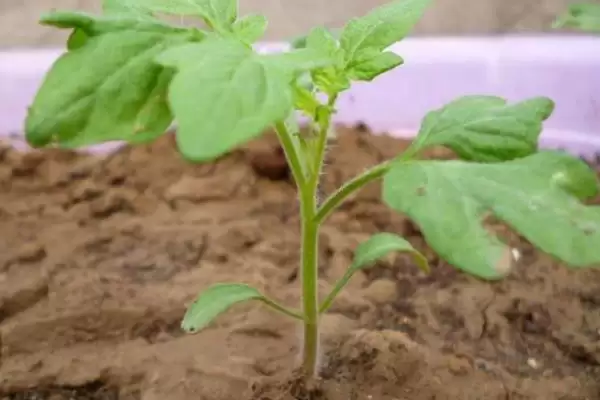 番茄苗嫁接的植物,番茄苗能嫁接哪些种类的植物作物插图9