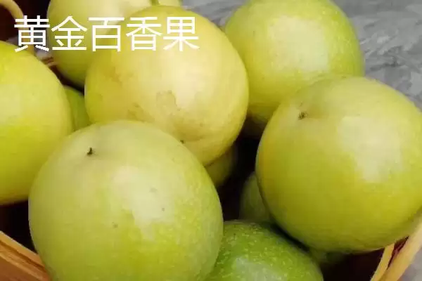 百香果的属性,百香果属于热性还是凉性水果插图8 百香果的属性,百香果属于热性还是凉性水果插图8