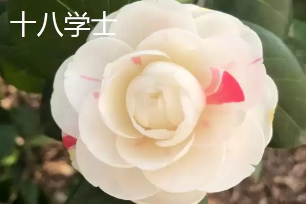 茶花树苗的价格是多少钱及情况呢,茶花树苗的价格插图3 茶花树苗的价格是多少钱及情况呢,茶花树苗的价格插图3