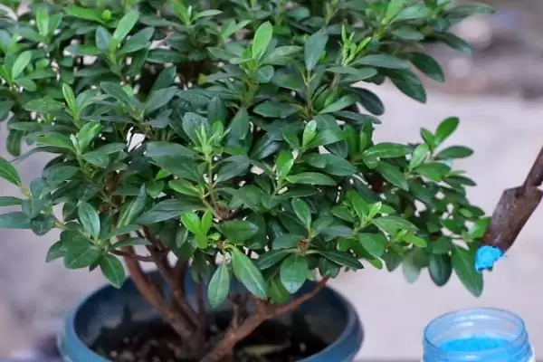杜鹃花花苞干枯的原因,杜鹃花花苞干枯的原因有哪些方面插图5 杜鹃花花苞干枯的原因,杜鹃花花苞干枯的原因有哪些方面插图5