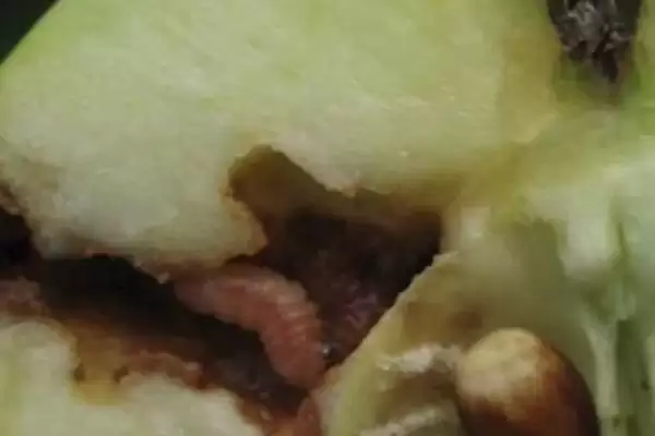 李子食心虫会造成果实内部怎样的危害症状?插图2 李子食心虫会造成果实内部怎样的危害症状?插图2