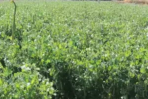 种植豌豆南方何时播种及方法?插图5 种植豌豆南方何时播种及方法?插图5