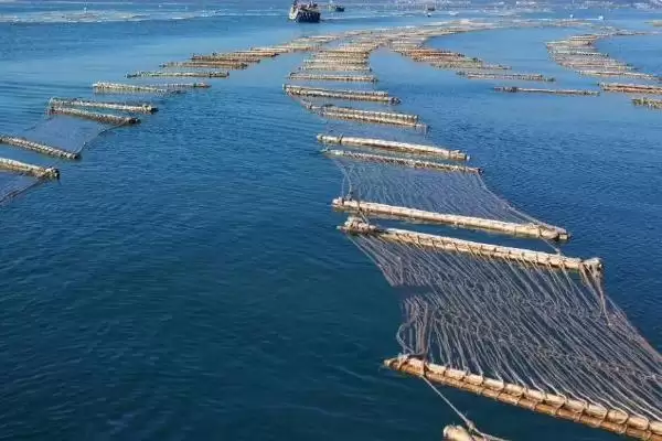 鲍鱼养殖方法的优缺点有哪些呢,鲍鱼养殖方法的优缺点对比插图3 鲍鱼养殖方法的优缺点有哪些呢,鲍鱼养殖方法的优缺点对比插图3