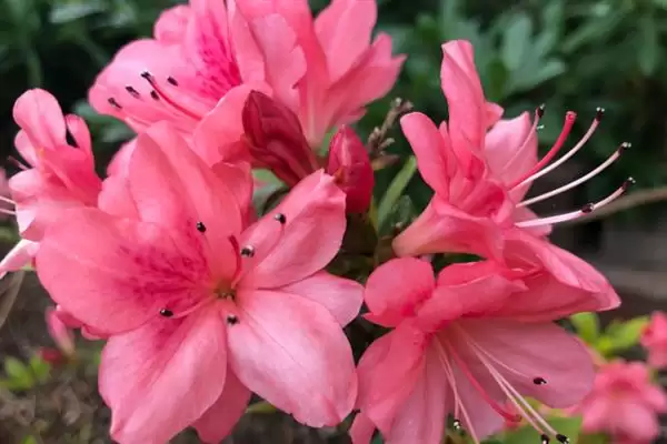 粉杜鹃的花语,粉杜鹃具有怎样的花语寓意插图2 粉杜鹃的花语,粉杜鹃具有怎样的花语寓意插图2