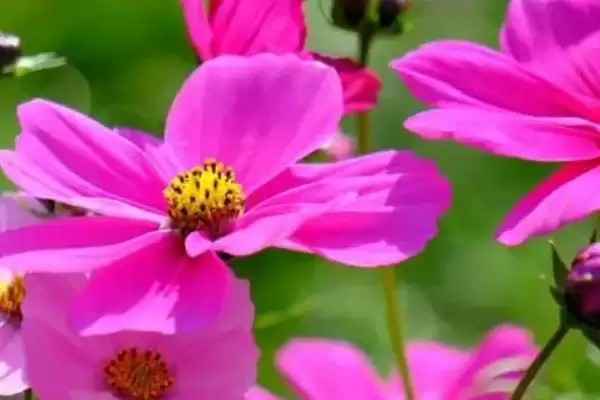 波斯菊移盆种几株比较合适呢,波斯菊移盆可以种几株插图2 波斯菊移盆种几株比较合适呢,波斯菊移盆可以种几株插图2
