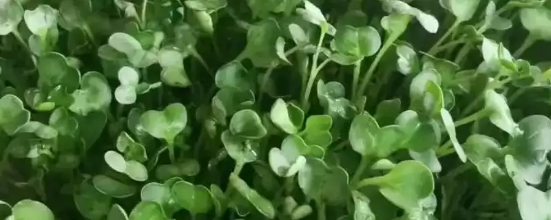 萝卜芽苗菜无土栽培如何选饱满种子?-会东网