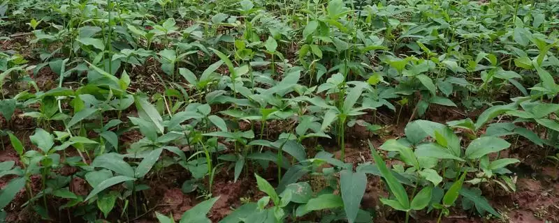半夏的主要产地在哪些地方呢,半夏的主要产地在哪里插图 半夏的主要产地在哪些地方呢,半夏的主要产地在哪里插图