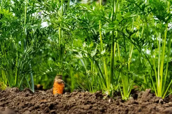 反季节胡萝卜种植,反季节种植胡萝卜的方法有哪些插图2 反季节胡萝卜种植,反季节种植胡萝卜的方法有哪些插图2