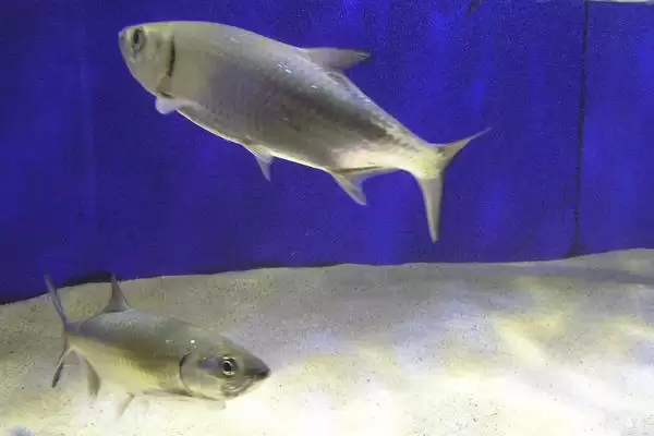 大海鲢是一种怎样的鱼类呢,大海鲢是什么插图1 大海鲢是一种怎样的鱼类呢,大海鲢是什么插图1