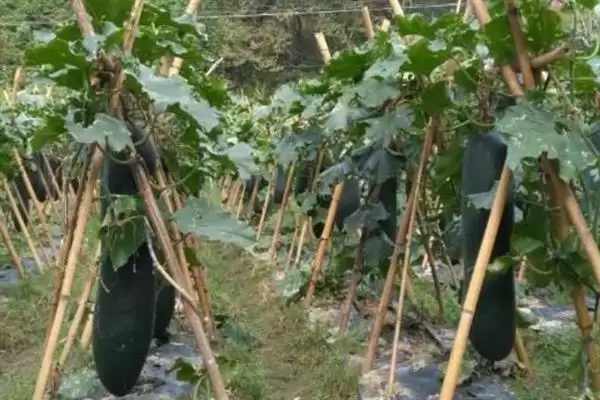 冬瓜的春季种植时间,冬瓜的种植时间春季在何时左右插图6 冬瓜的春季种植时间,冬瓜的种植时间春季在何时左右插图6