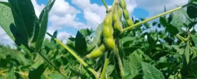 驻豆20大豆种子低肥力亩种多少？-会东网