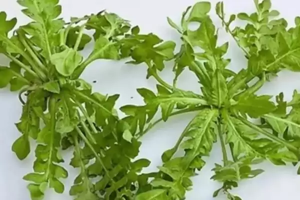 常见的野菜有哪些种类和名称呢,常见的野菜插图2 常见的野菜有哪些种类和名称呢,常见的野菜插图2