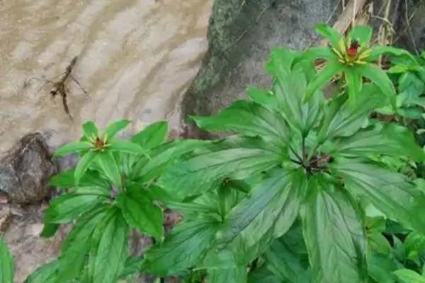 草河车的种植技术和方法是怎样呢,草河车的种植技术插图2 草河车的种植技术和方法是怎样呢,草河车的种植技术插图2