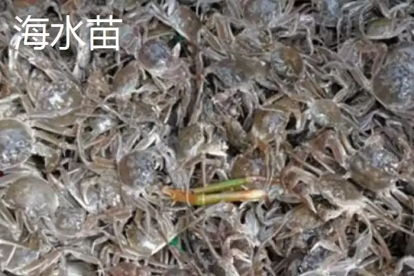 大闸蟹的劣质蟹苗种类,大闸蟹劣质蟹苗有哪些具体的种类插图5