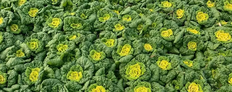 北方黄心菜的种植方法是怎样呢,北方黄心菜的种植方法-会东网